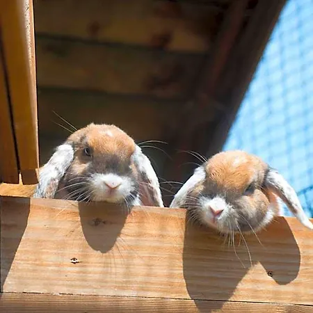 Hotel Golchener Hof - & Bauernhofurlaub In Mecklenburg 4*