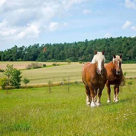 Golchener Hof - & Bauernhofurlaub In Mecklenburg 4*