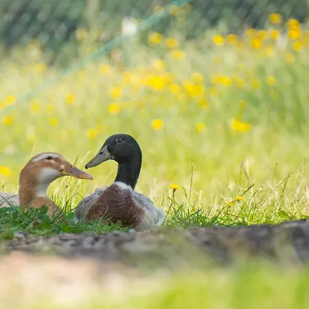 Hotel Golchener Hof Golchen