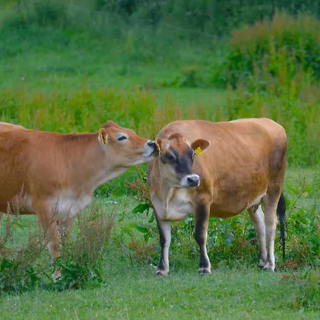 Golchener Hof - & Bauernhofurlaub In Mecklenburg Hotell Golchen