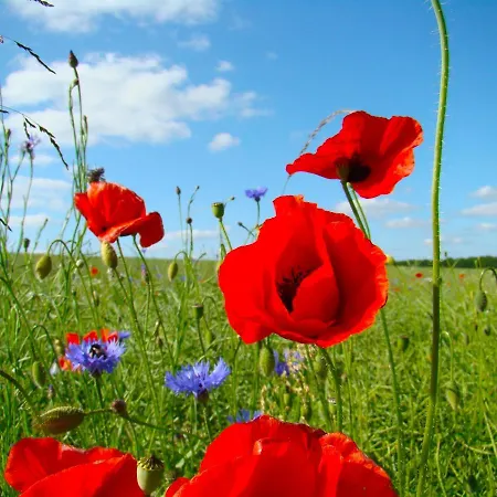 Hotell Golchener Hof - & Bauernhofurlaub In Mecklenburg
