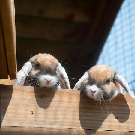 Golchener Hof - & Bauernhofurlaub In Mecklenburg Golchen