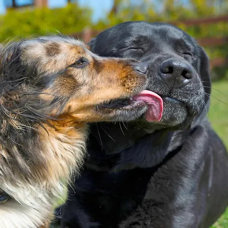 Hotel Golchener Hof Golchen